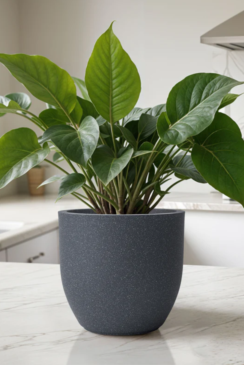 FOX B | P CUP PLANTER