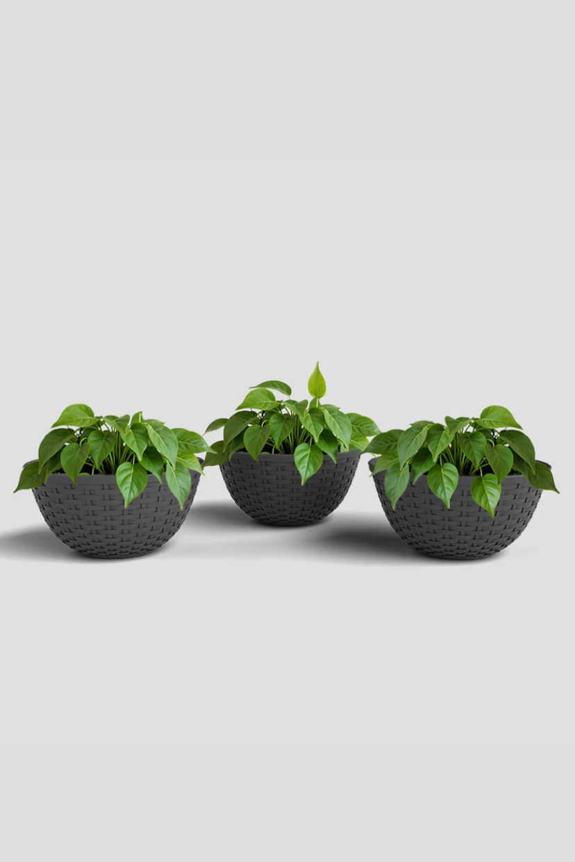 SHERA | CHICK KTR PLANTER