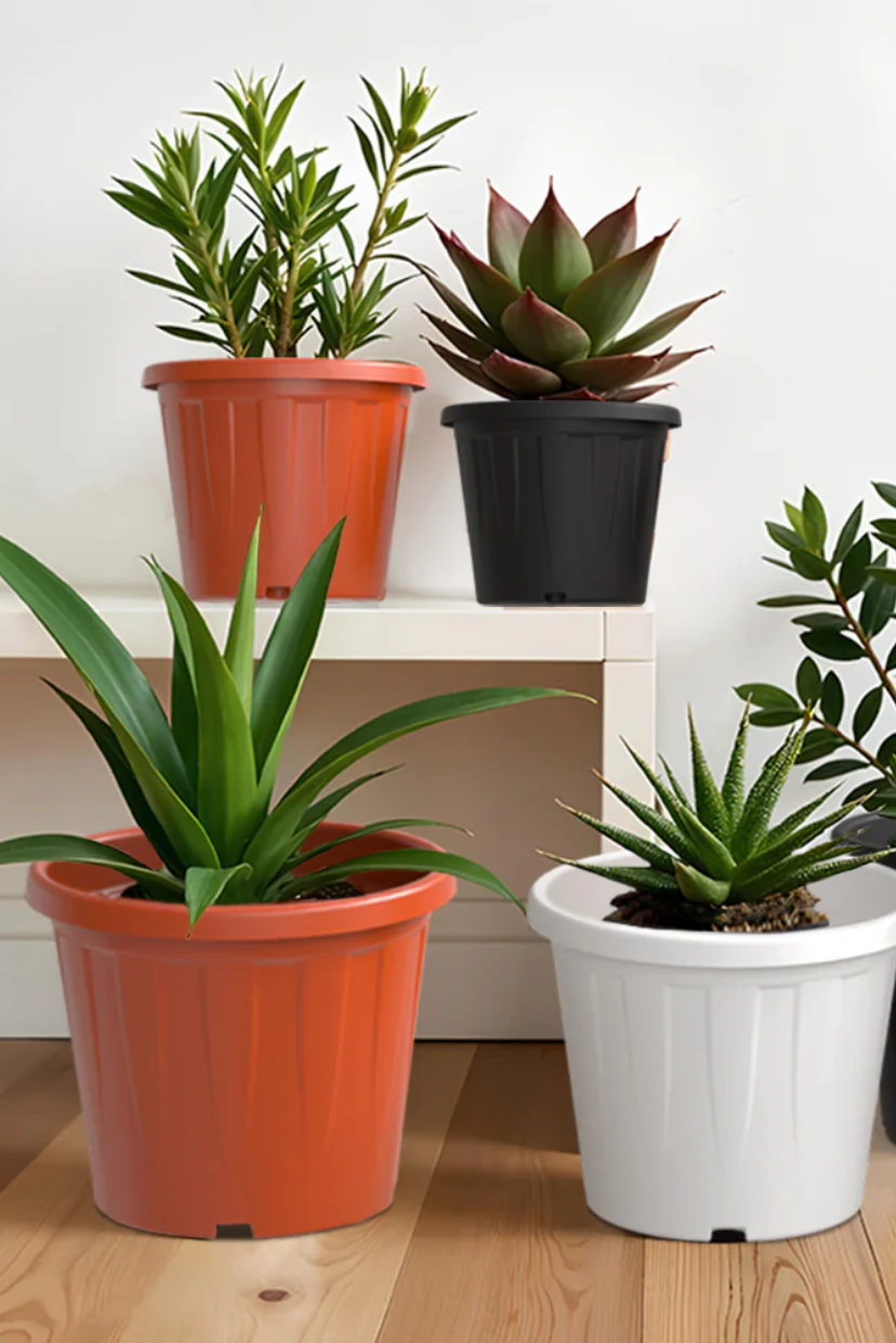 SHERA | CROWN PLANTER