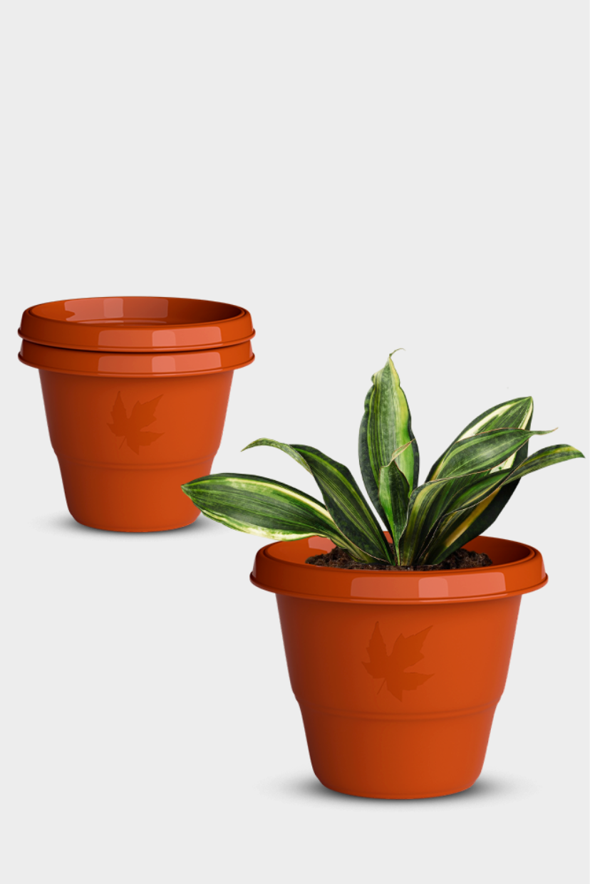 SHERA | RD PLANTER