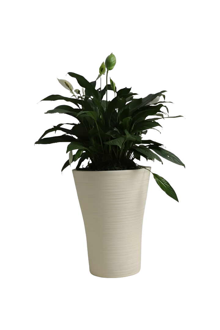 VOZARA | LINZ V PLANTER